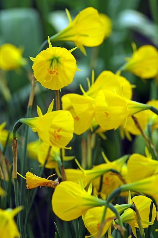 Narcissus Oxford Gold Flowers Narcissus Oxford Gold