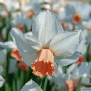 Narcissus Pink Charm