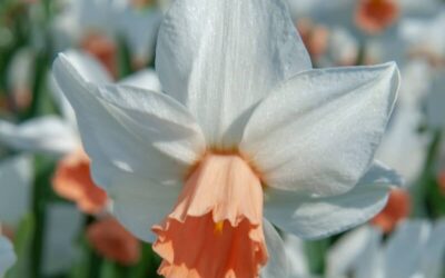 Narcissus Pink Charm