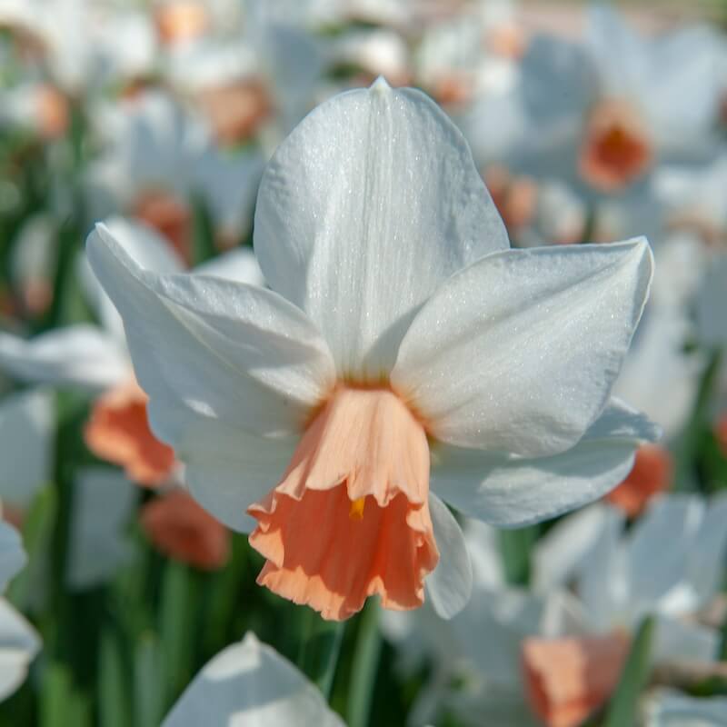 Narcissus Pink Charm Cropped Narcissus Pink Charm