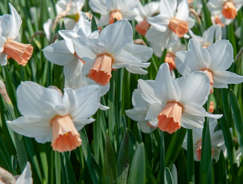 Narcissus Pink Charm Flowers Narcissus Pink Charm