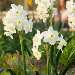 Narcissus Silver Chimes