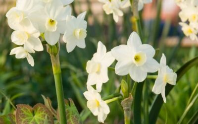 Narcissus Silver Chimes