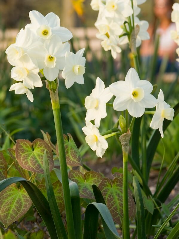 Narcissus Silver Chimes Flowers Narcissus Silver Chimes