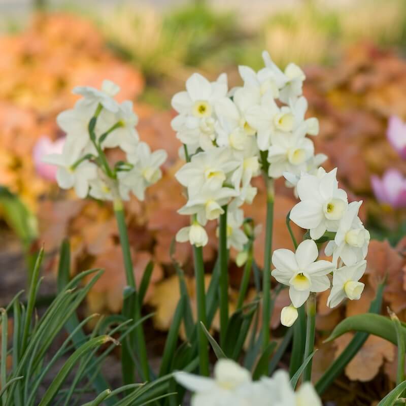 Narcissus Silver Chimes Spring Flowers Narcissus Silver Chimes