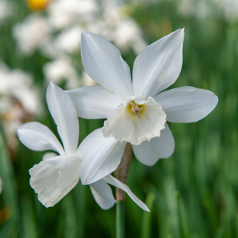 Narcissus Thalia Flower Heads Croped Narcissus Thalia