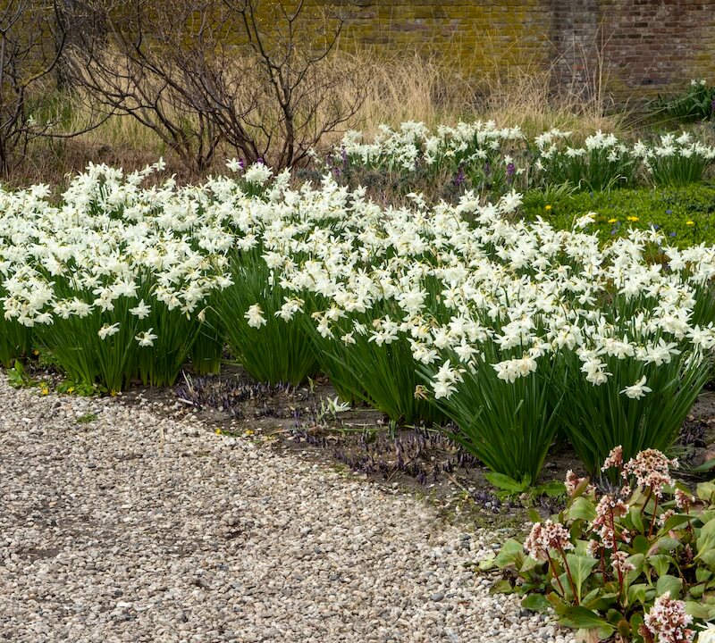 Narcissus Thalia Mass Planting Narcissus Thalia