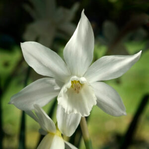 Narcissus Thalia
