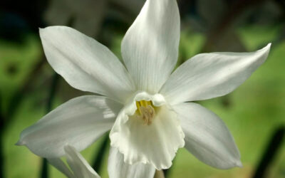 Narcissus Thalia
