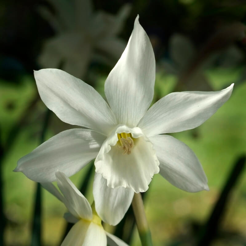Narcissus Thalia Single Flower Narcissus Thalia