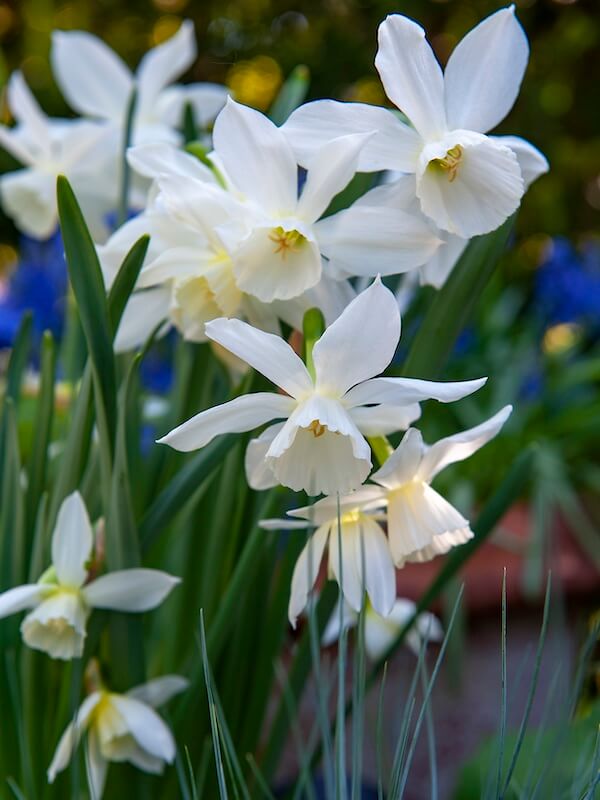 Narcissus Thalia White Flowering Narcissus Thalia