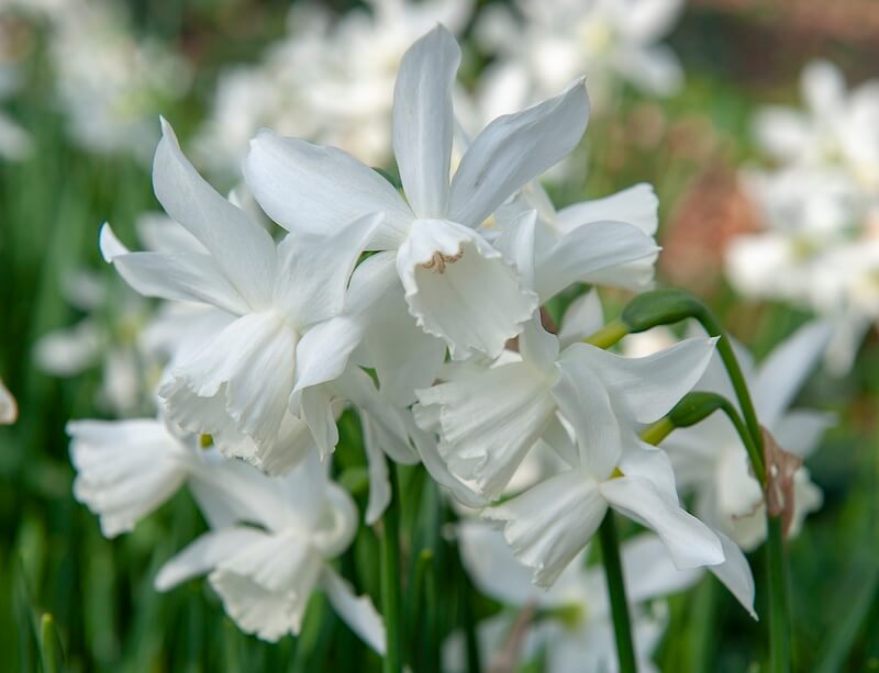Narcissus Thalia White Flowers Narcissus Thalia