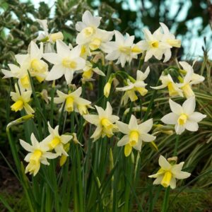 Narcissus Toto