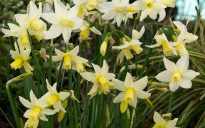 Narcissus Toto