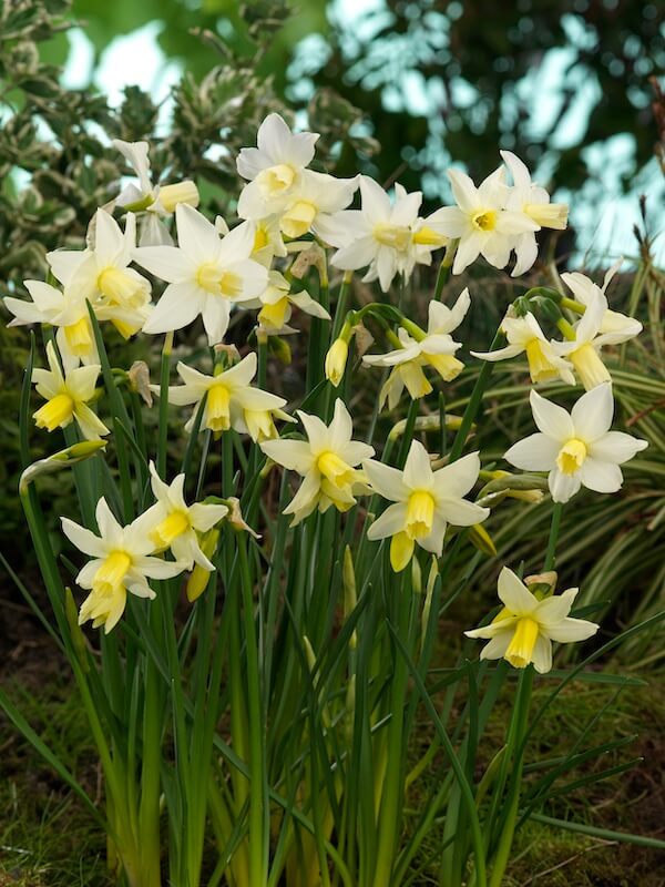Narcissus Toto Flowering Narcissus Toto Flowering
