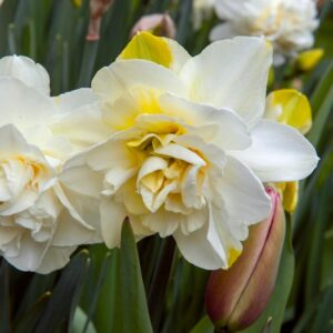 Narcissus White Lion