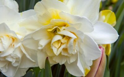 Narcissus White Lion