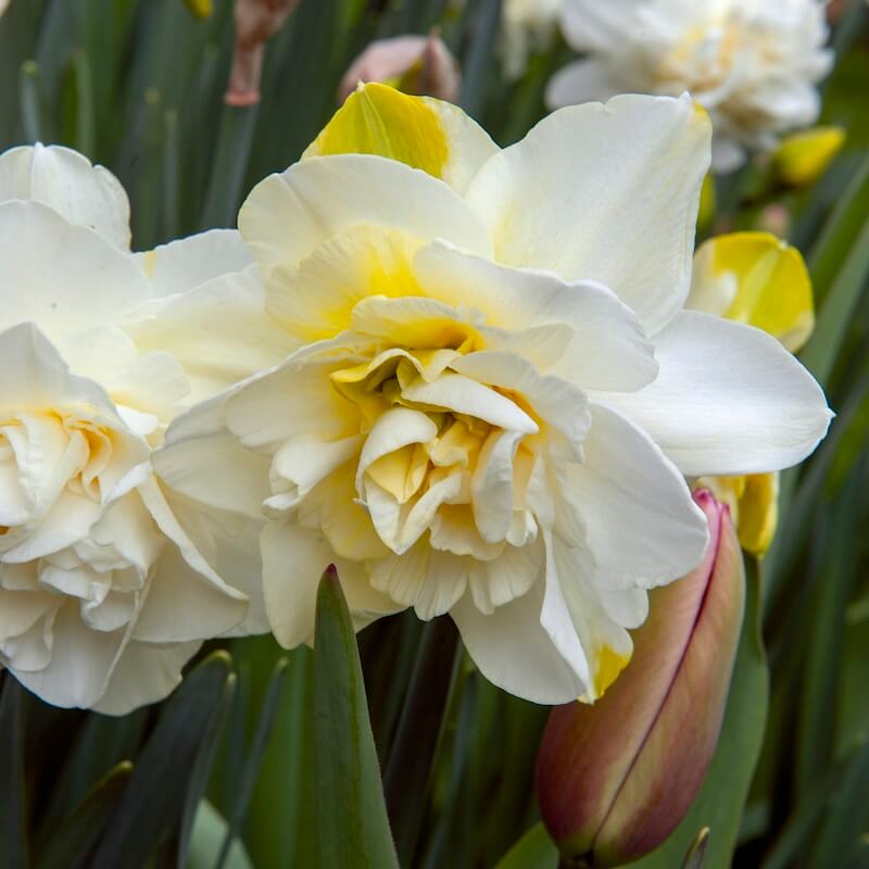 Narcissus White Lion Double Flowers Cropped Narcissus White Lion Double Flowers