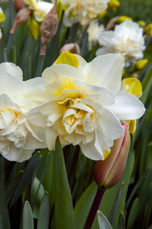 Narcissus White Lion Double Flowers Narcissus White Lion Double Flowers