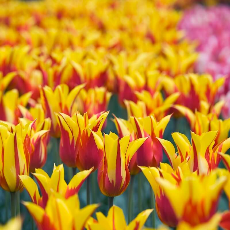Tulip Fire Wings Flowering On Mass In the Spring