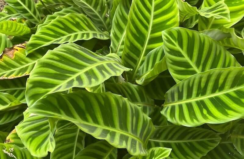Calathea Zebrina Houseplant Care Cropped