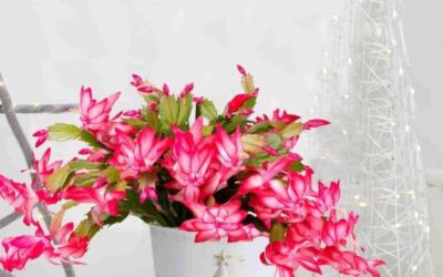 Cascading Christmas Cactus