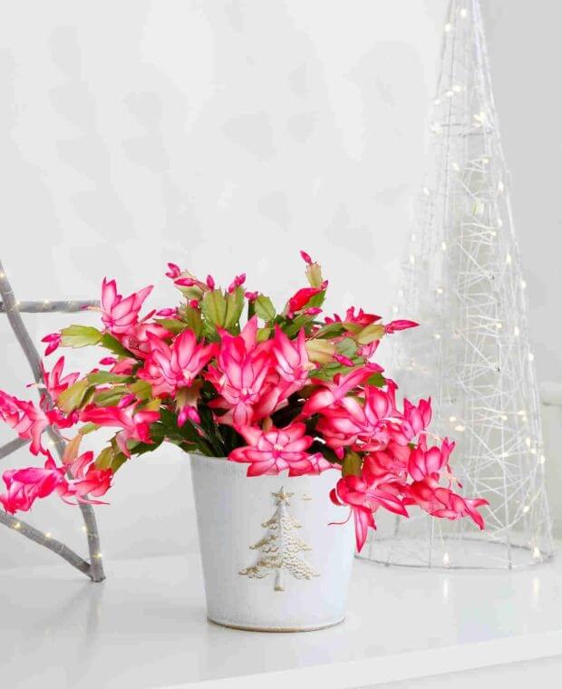 Cascading Christmas Cactus Gift