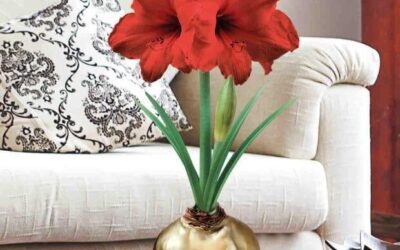 Monumental Amaryllis