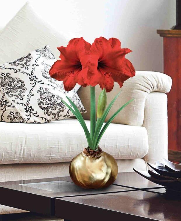 Monumental Amaryllis Gift
