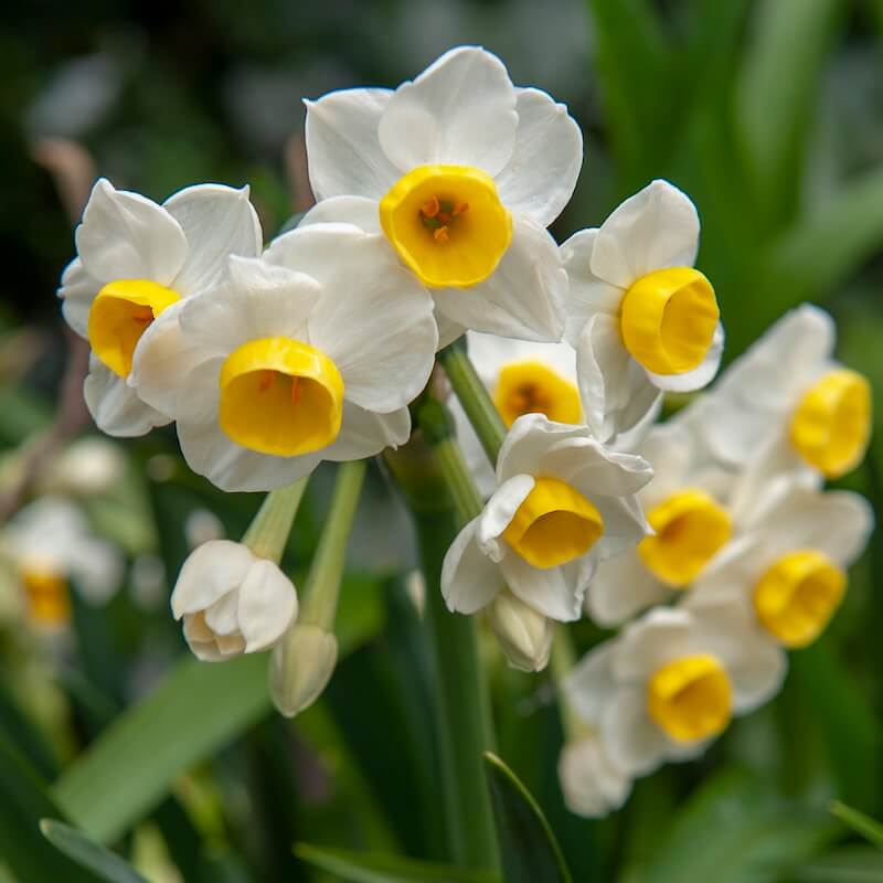 Narcissus Avalanche
