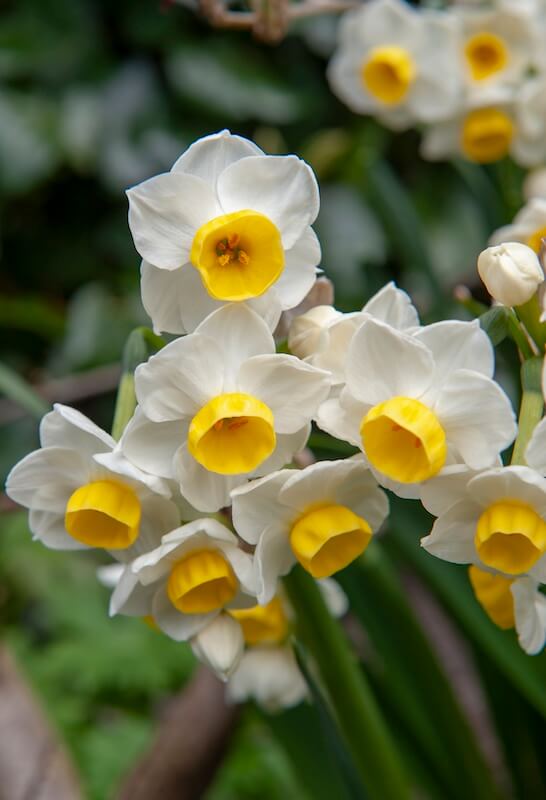 Narcissus Avalanche