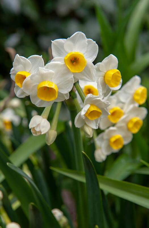 Narcissus Avalanche