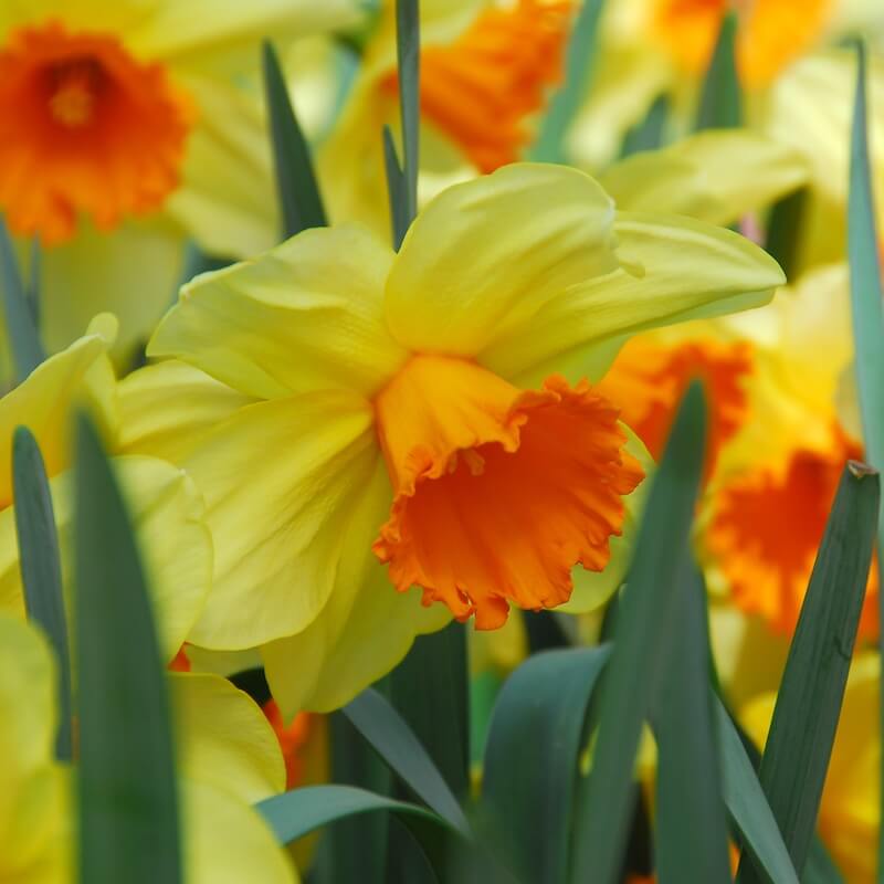 Narcissus Fortissimo