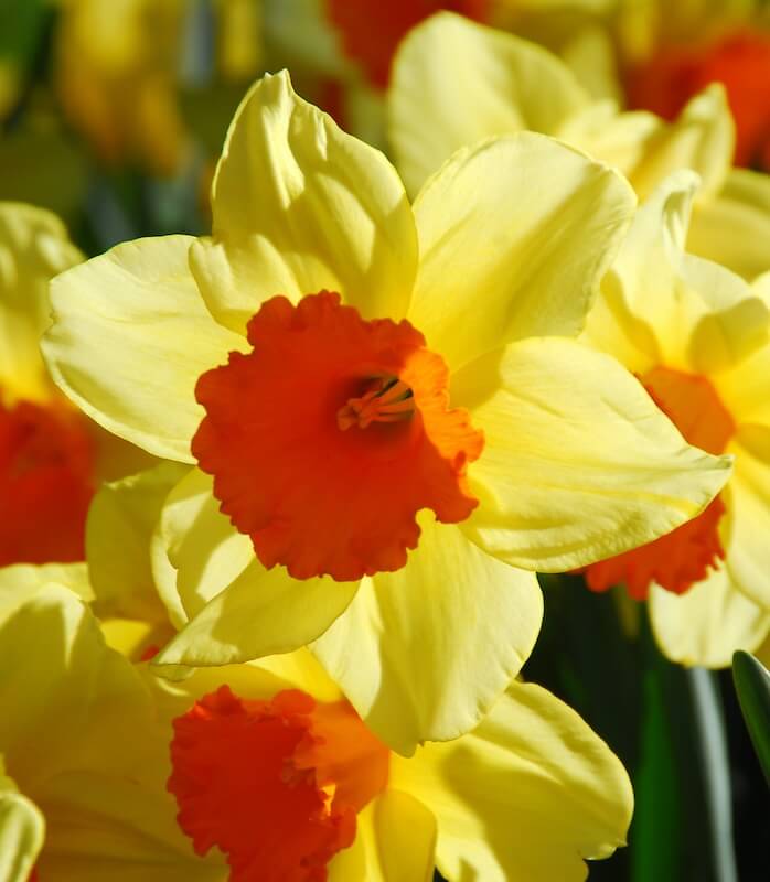 Narcissus Fortissimo