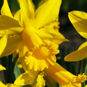 Narcissus Peeping Tom