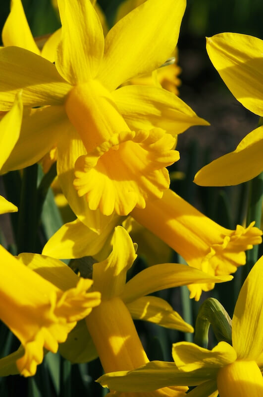 Narcissus Peeping Tom