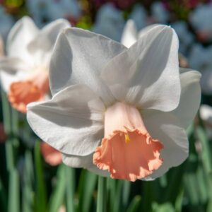 Narcissus Pink Pride