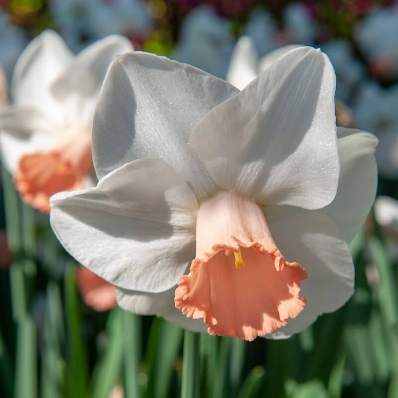 Narcissus Pink Pride