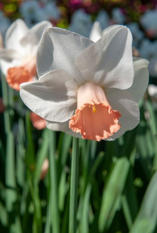 Narcissus Pink Pride