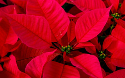 Poinsettia Care