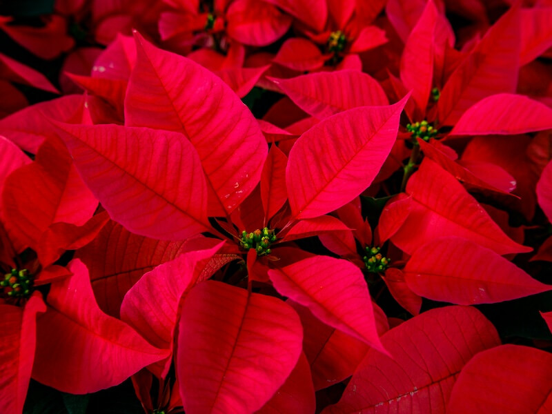 Poinsettia Care