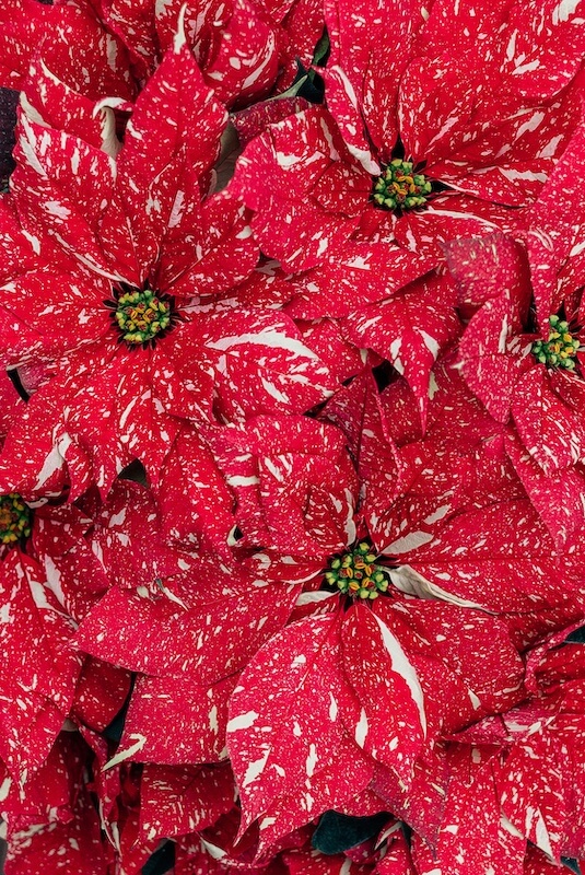 Poinsettia Red Glitter