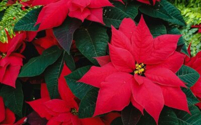 Poinsettia