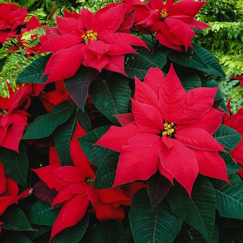 Poinsettia