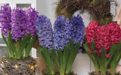 Hyacinth Basket Collection