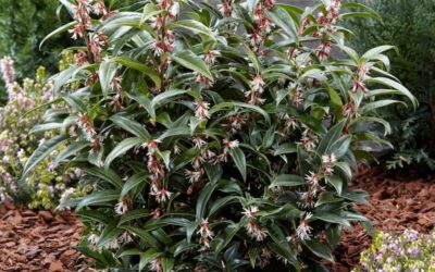 Sarcococca Winter Gem