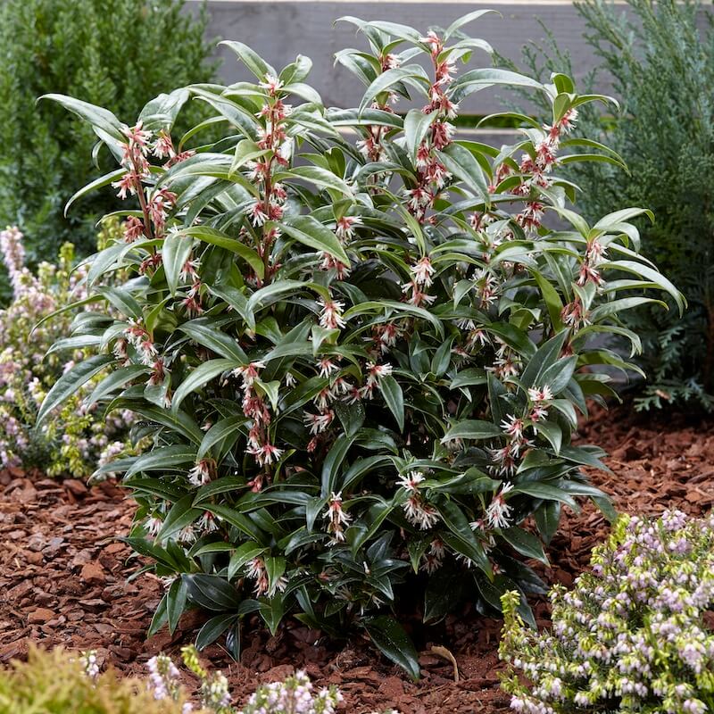 Sarcococca Winter Gem