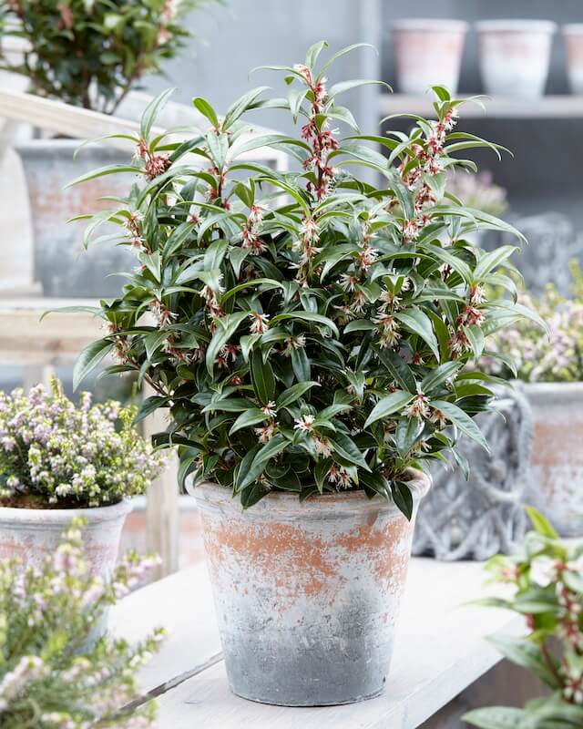 Sarcococca Winter Gem