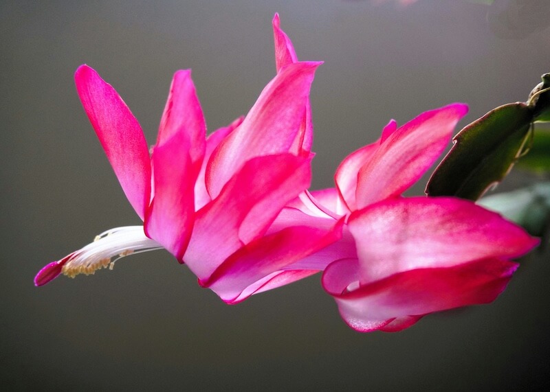 Schlumbergera Christmas Cactus