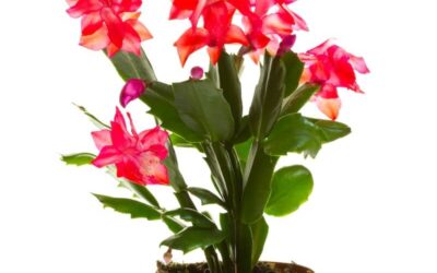 Christmas Cactus